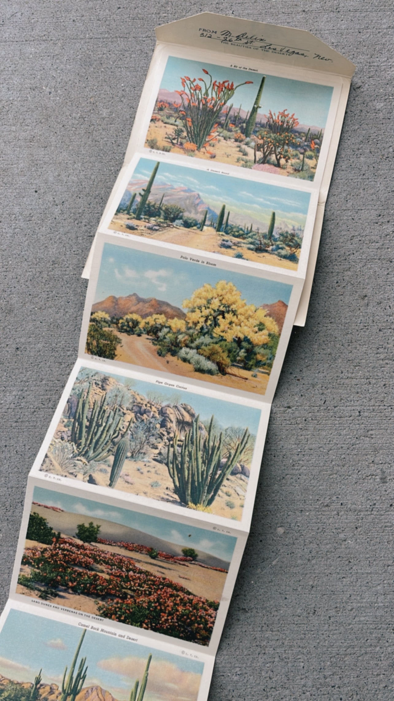 Beauties of the desert postcard book