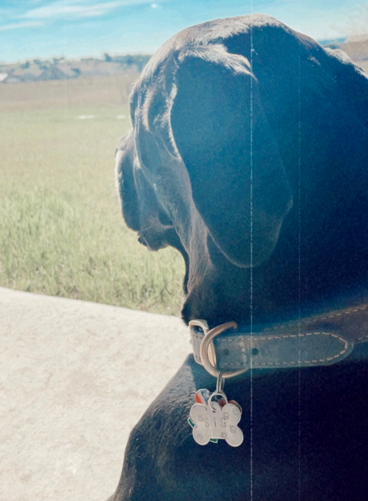Custom Dog Tag
