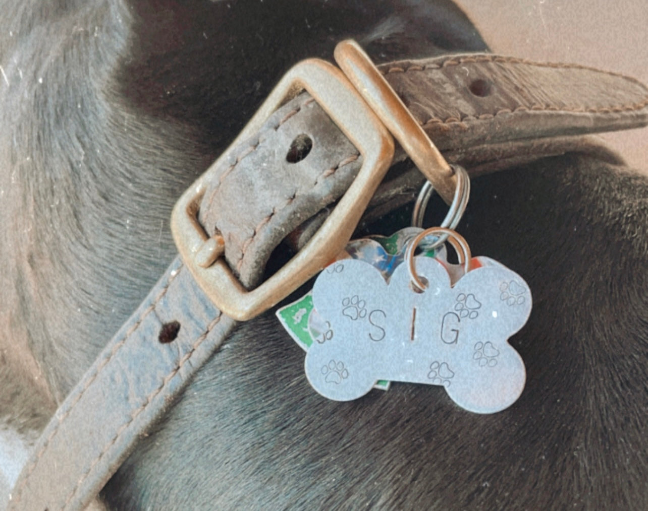 Custom Dog Tag