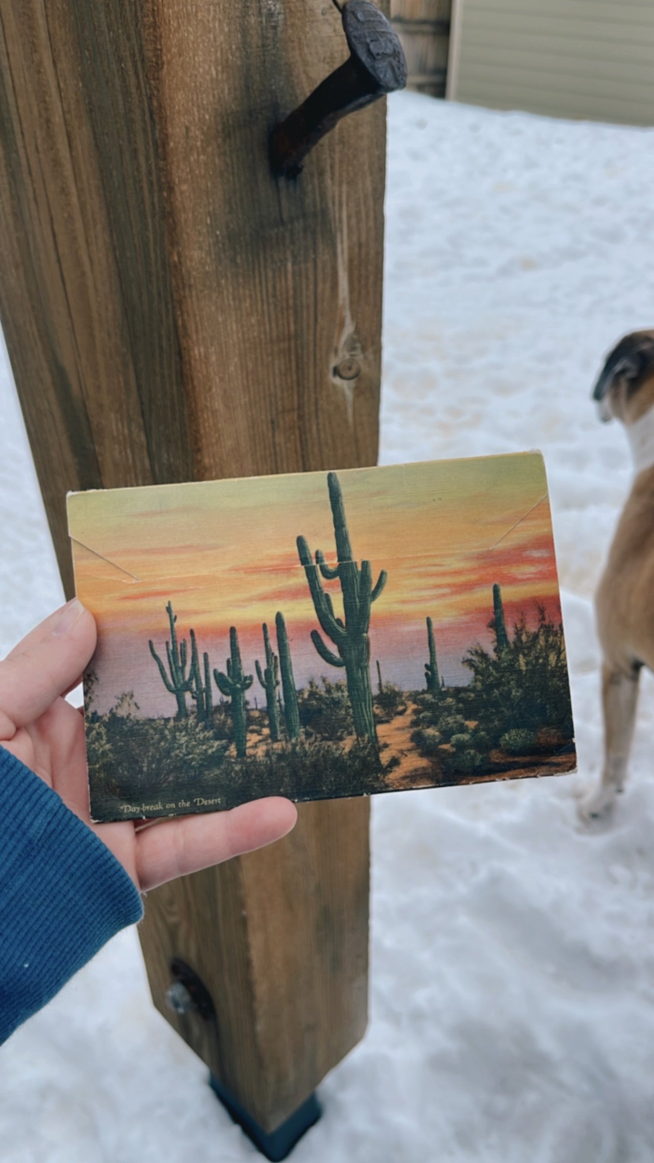 Beauties of the desert postcard book