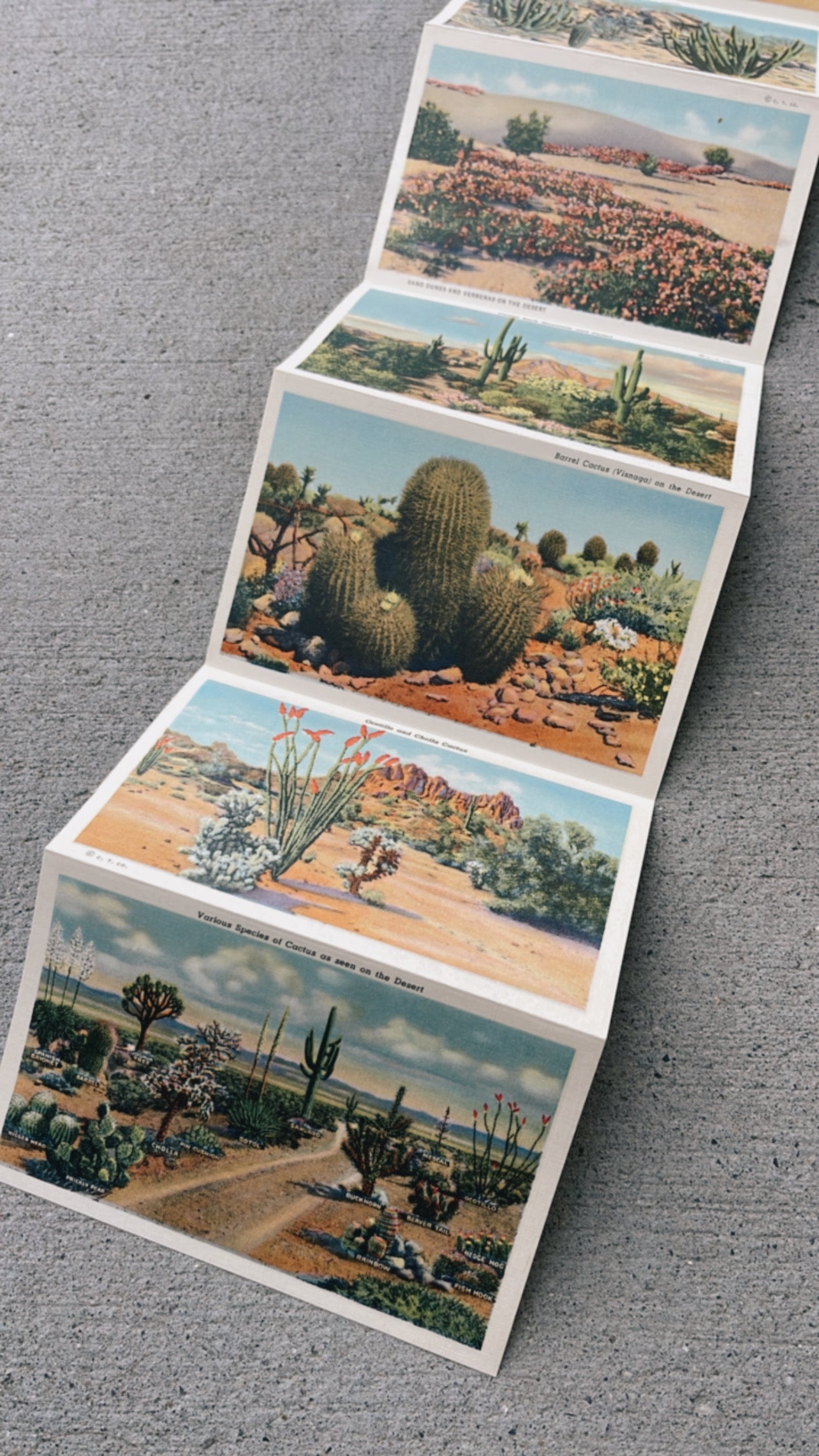 Beauties of the desert postcard book