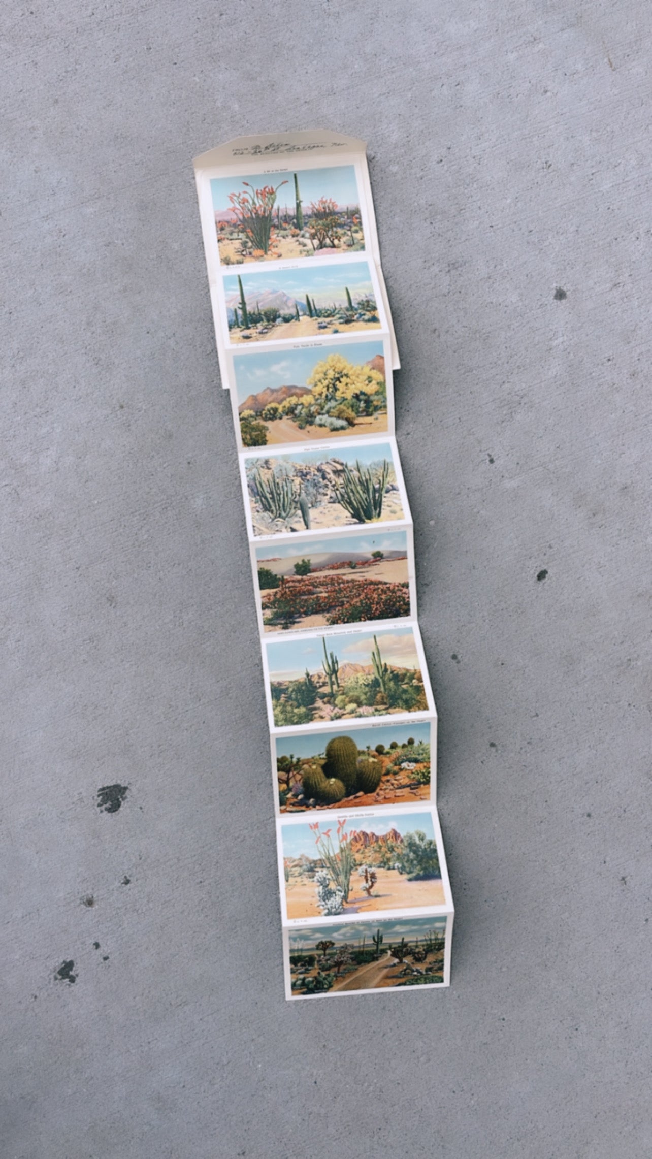 Beauties of the desert postcard book